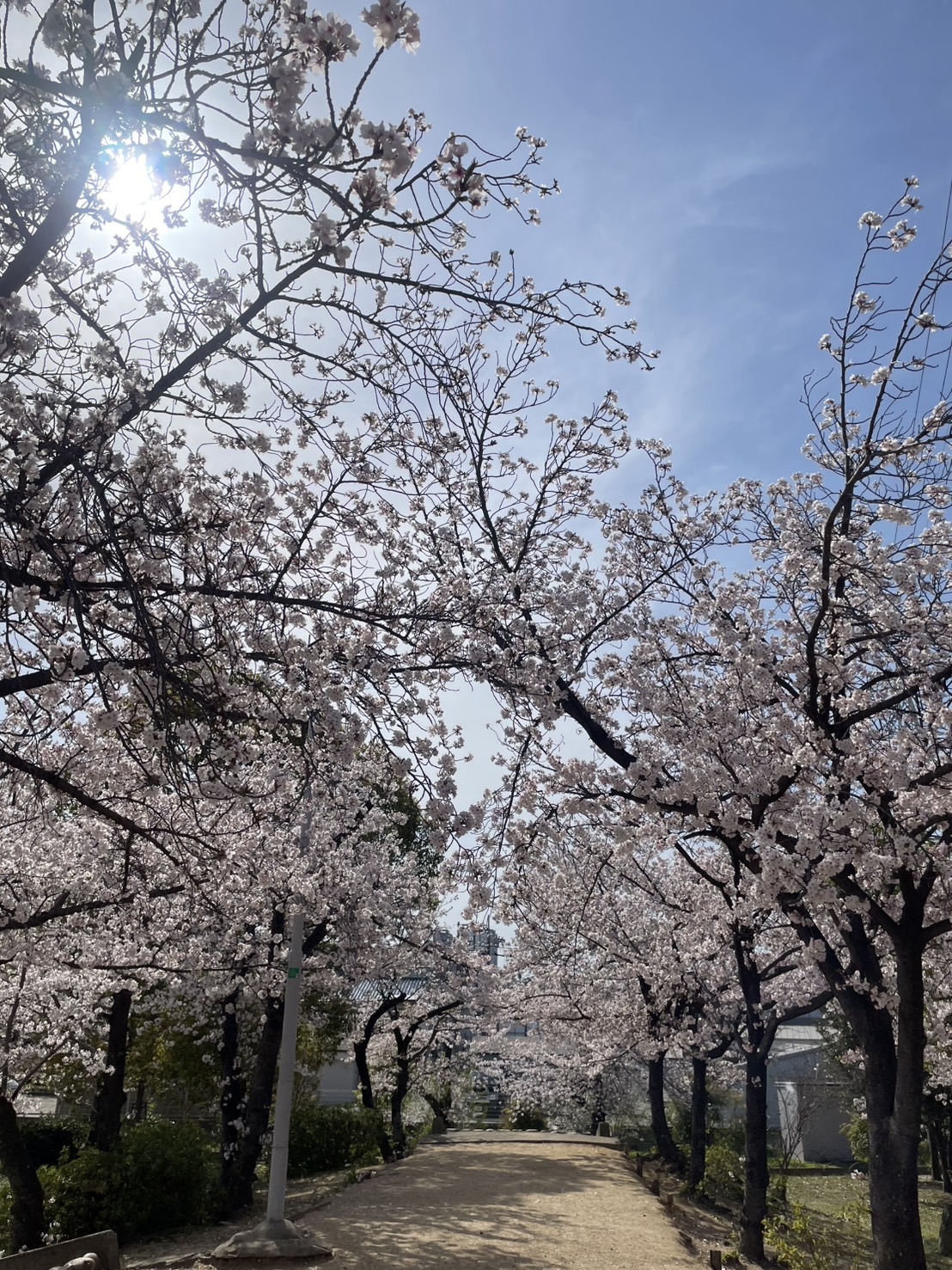 新年度🌸